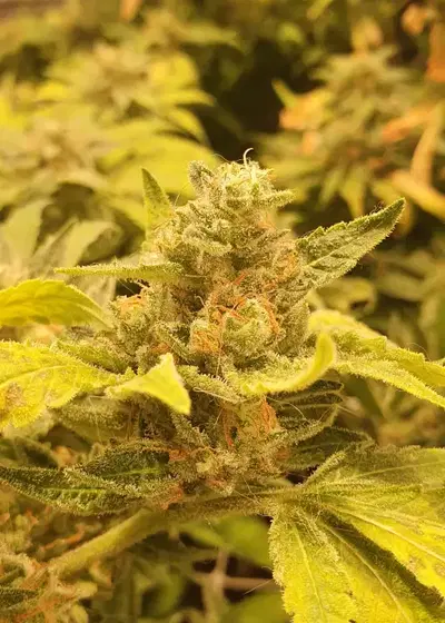 Tropical Punch by G13 Labs, Photoperiod cannabis strain