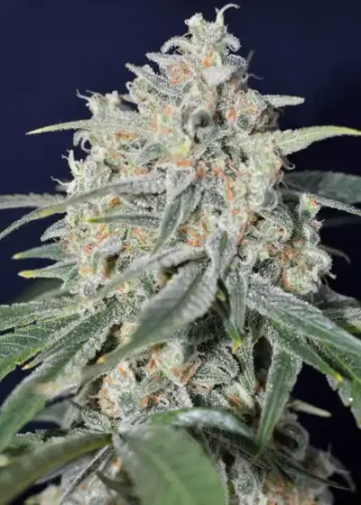 Tropical Snow by Zenseeds, Photoperiod cannabis strain