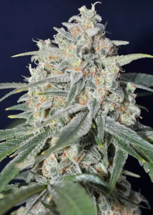 Tropical Snow by Zenseeds, Photoperiod cannabis strain