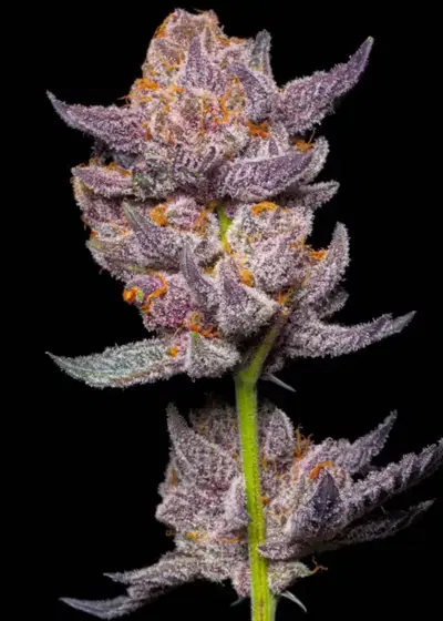 Tropical zherriez by Nasha Genetics, Photoperiod cannabis strain