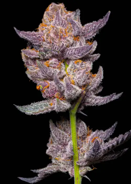 Tropical zherriez by Nasha Genetics, Photoperiod cannabis strain