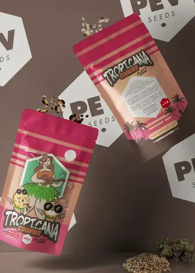 Tropicana Cookies Autoflowering by Pev Seeds, Autoflower cannabis strain