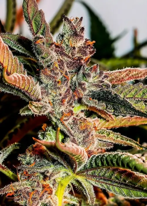 Tropicana Cookies F5 by CopyCat Genetics, Photoperiod cannabis strain