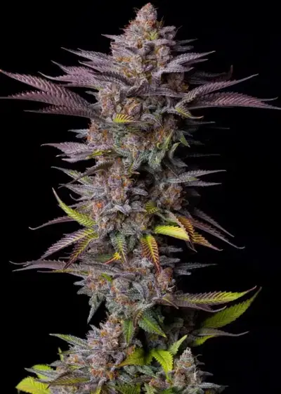 Tropicana Cookies FF by Fast Buds, Photoperiod cannabis strain