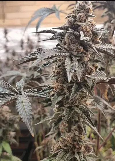 Tropicana Cookies Purple Feminized by Sunwest Genetics, Photoperiod cannabis strain