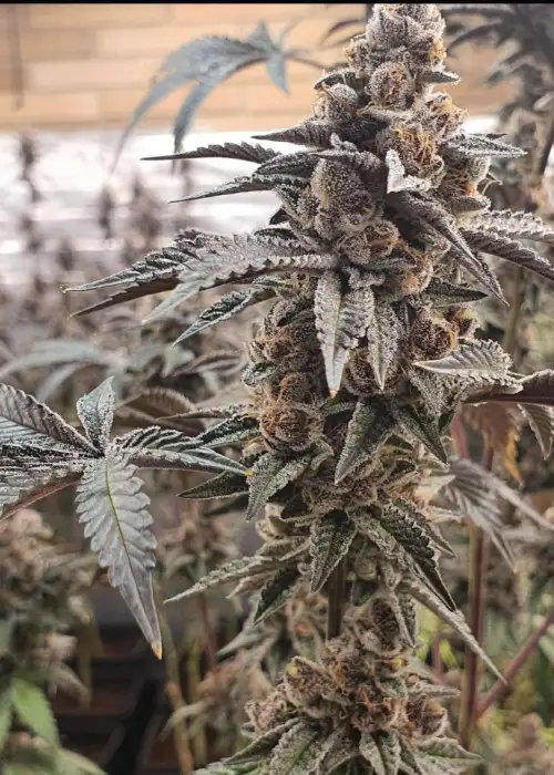 Tropicana Cookies Purple Feminized by Sunwest Genetics, Photoperiod cannabis strain