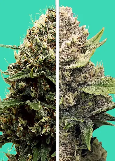 Tropicana Cookies x Runtz by Nupeddler, Photoperiod cannabis strain