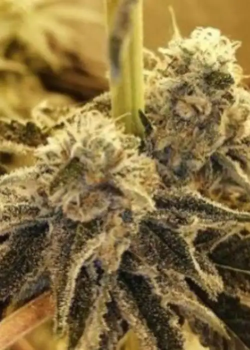 Tropicana Glue by BlackFarm Genetix, Photoperiod cannabis strain