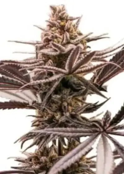 Tropicanna Cookies by Oni Seed co., Photoperiod cannabis strain