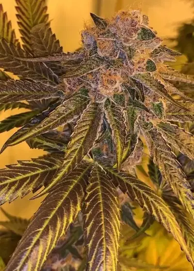 Tropicanna Punch #61 by Black Tuna Seeds, Photoperiod cannabis strain