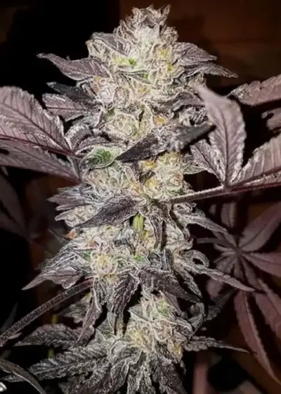 Tropicanna Punch by Oni Seed co., Photoperiod cannabis strain