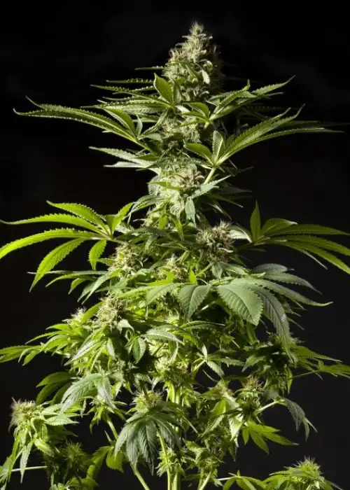 Tropimango by Philosopher Seeds, Photoperiod cannabis strain