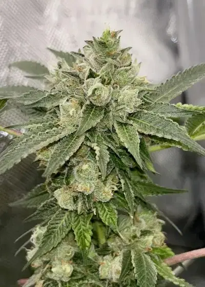Tropixx by Square One Genetics, Photoperiod cannabis strain