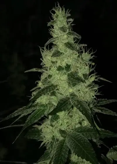 Tropsanto by Oni Seed co., Photoperiod cannabis strain