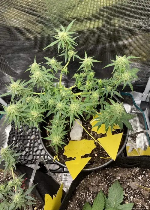True Blue OG by Brother Mendel’s Selection, Autoflower cannabis strain