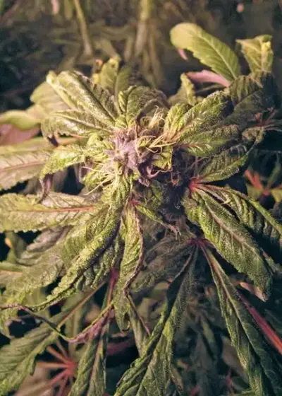True Blueberry by DJ Short, Photoperiod cannabis strain
