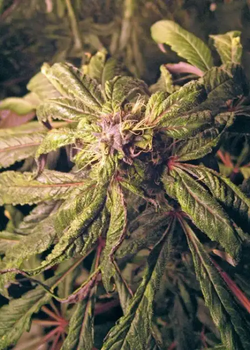 True Blueberry by DJ Short, Photoperiod cannabis strain