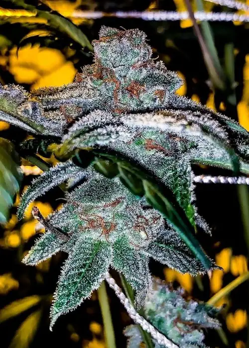 True Chocolate s1 by CopyCat Genetics, Photoperiod cannabis strain