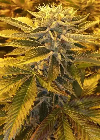 True Love by Jinxproof Genetics, Photoperiod cannabis strain
