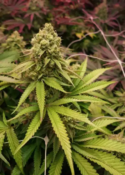 True OG by Soma Seeds, Photoperiod cannabis strain