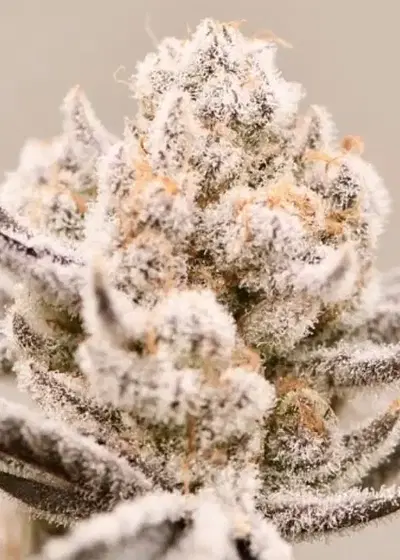 Truffaloha #2 S1 by Beleaf Cannabis, Photoperiod cannabis strain