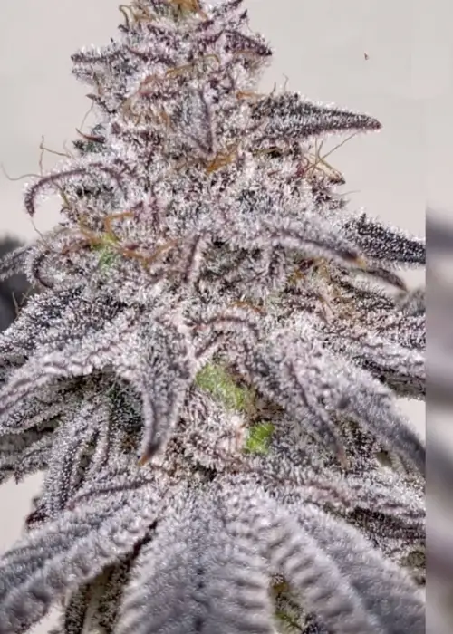 Truffle Treats by Beleaf Cannabis, Photoperiod cannabis strain