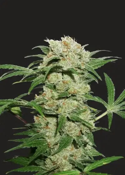Trump’s Cookie Jar Autoflower by President Seeds, Autoflower cannabis strain