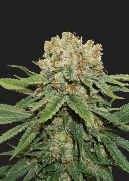 Trump’s Cookie Jar by President Seeds, Photoperiod cannabis strain