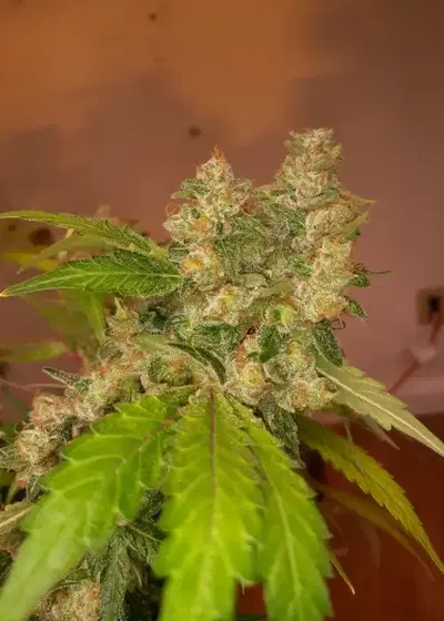 Tsipouro by Dungeons Vault Genetics, Photoperiod cannabis strain