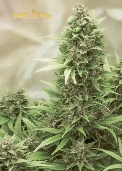 Turing Autoflowering by Super Strains, Autoflower cannabis strain