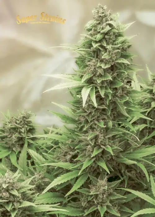 Turing Autoflowering by Super Strains, Autoflower cannabis strain