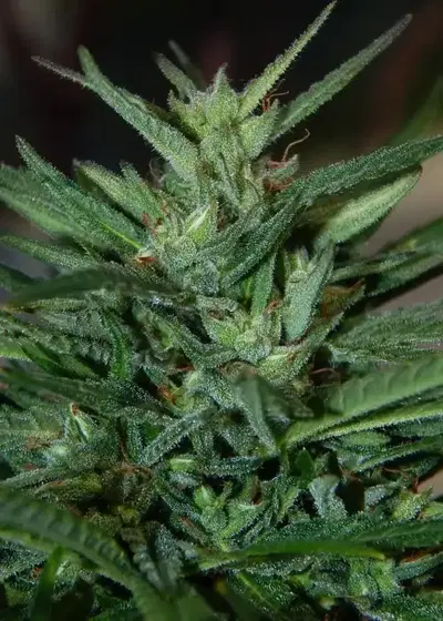 Turkish by The Real Seed Company, Photoperiod cannabis strain