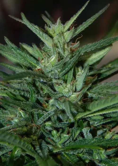 Turkish by The Real Seed Company, Photoperiod cannabis strain