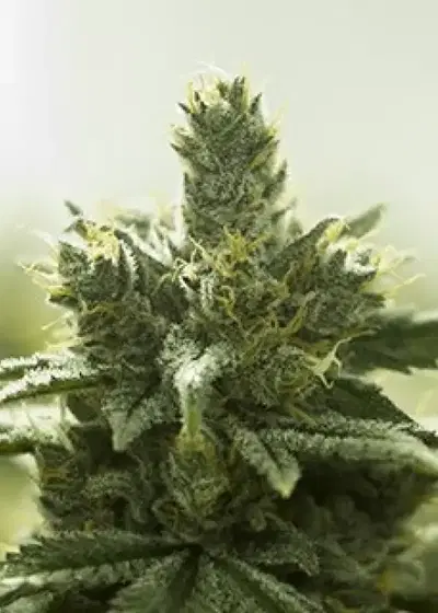 Turquoise Jeep by Moxie 710, Photoperiod cannabis strain