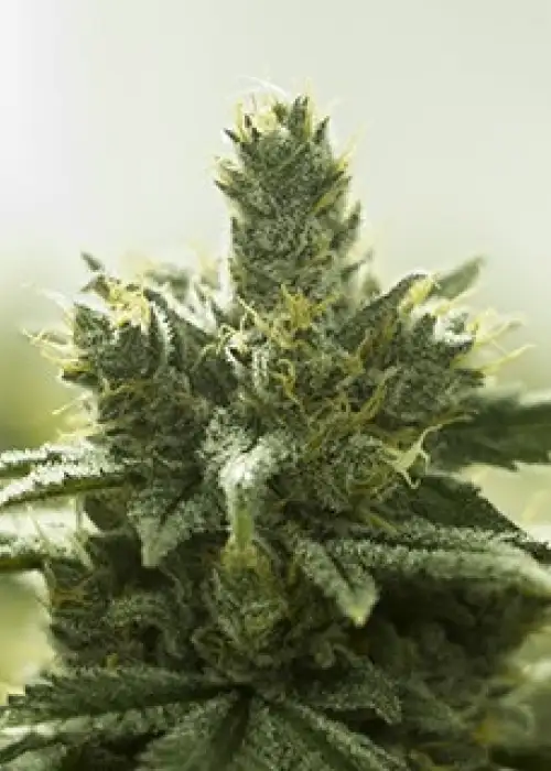 Turquoise Jeep by Moxie 710, Photoperiod cannabis strain