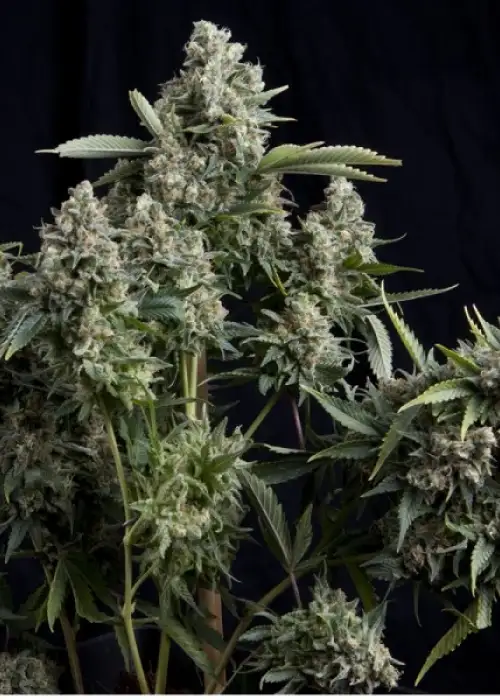 Tutankhamon by Pyramid Seeds, Photoperiod cannabis strain
