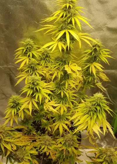 Tutankhamun Autoflowering by Dr. Seeds, Autoflower cannabis strain