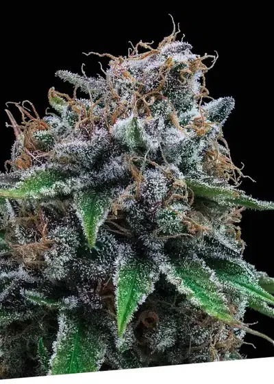 Tutti Gelato by Exclusive Seeds Bank, Photoperiod cannabis strain
