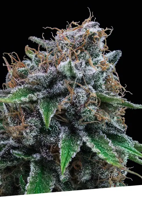Tutti Gelato by Exclusive Seeds Bank, Photoperiod cannabis strain