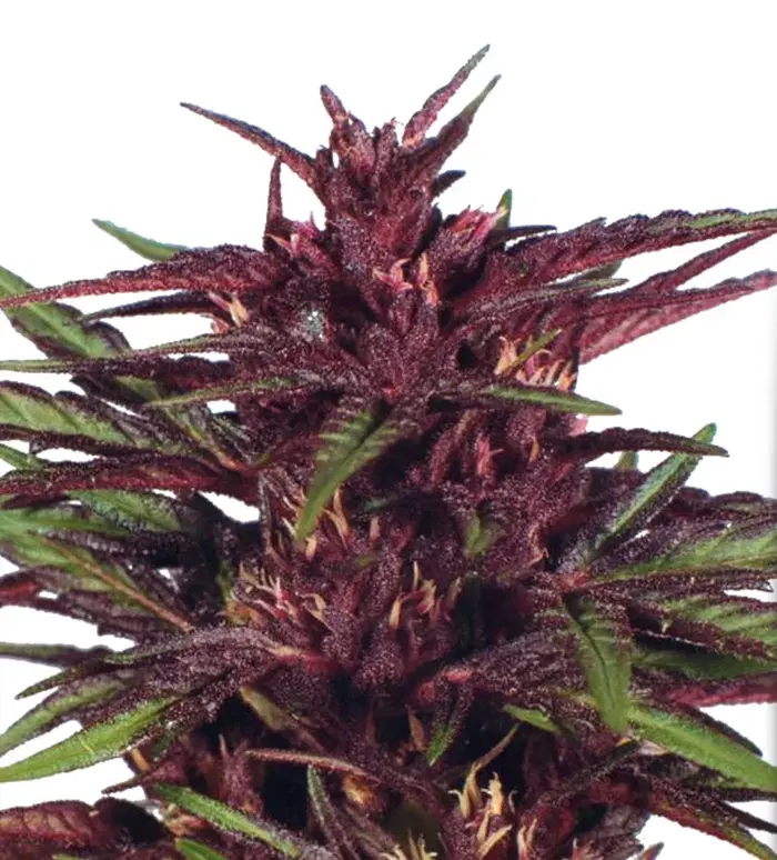 Twilight by Dutch Passion, Photoperiod cannabis strain