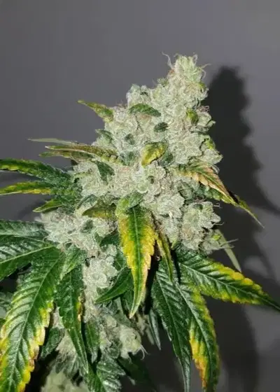 Twin Turbo Diesel by Humboldt CSI, Photoperiod cannabis strain