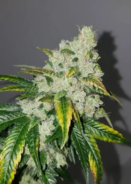 Twin Turbo Diesel by Humboldt CSI, Photoperiod cannabis strain