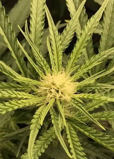 Twins by Cannarado Genetics, Photoperiod cannabis strain