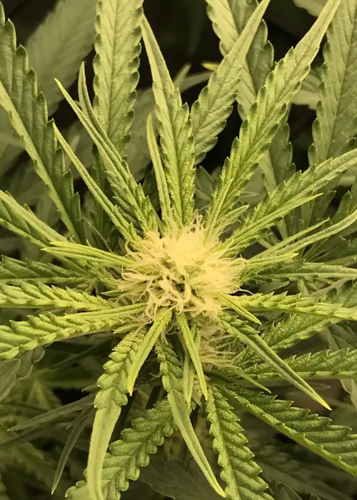 Twins by Cannarado Genetics, Photoperiod cannabis strain