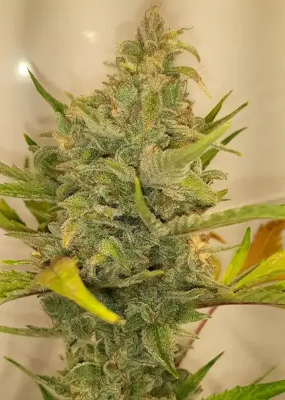Twisted Cookies by Twisted Tree Autoflowers, Autoflower cannabis strain
