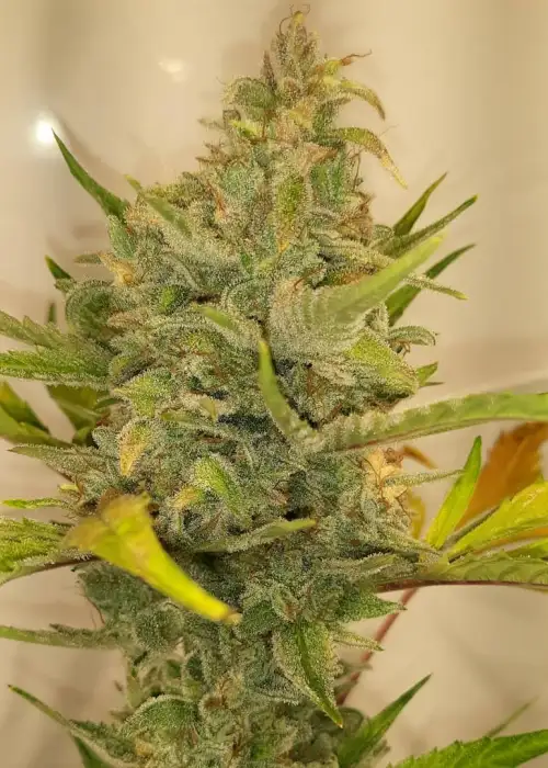 Twisted Cookies by Twisted Tree Autoflowers, Autoflower cannabis strain
