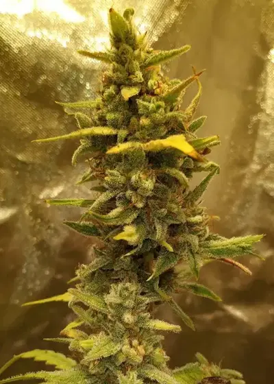 Twisted Menagerie by Twisted Tree Autoflowers, Autoflower cannabis strain
