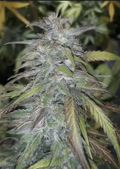 Twisted n Tangled by Twisted Tree Autoflowers, Autoflower cannabis strain