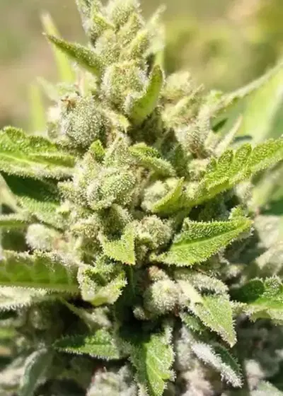 Twisted Puppy by Twisted Tree Autoflowers, Autoflower cannabis strain