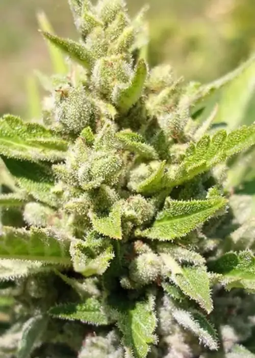 Twisted Puppy by Twisted Tree Autoflowers, Autoflower cannabis strain
